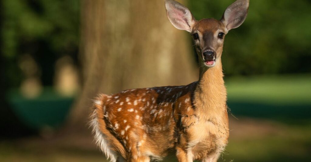 Firma para que la cierva Pepa no acabe en un zoo